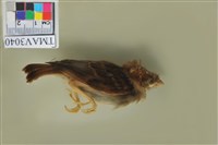 藏品(麻雀)的圖片